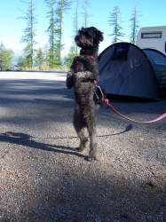 oscar chien de garde